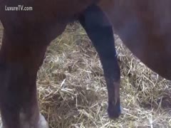 A minute of a ten-pound horse loitering